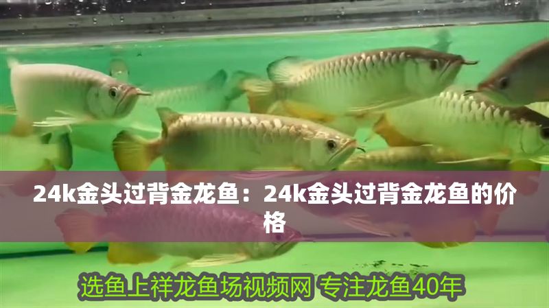 24k金頭過背金龍魚：24k金頭過背金龍魚的價格