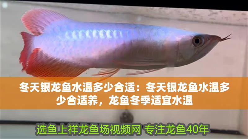 冬天銀龍魚水溫多少合適：冬天銀龍魚水溫多少合適養，龍魚冬季適宜水溫