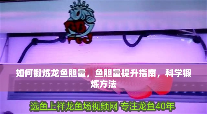 如何鍛煉龍魚膽量，魚膽量提升指南，科學(xué)鍛煉方法