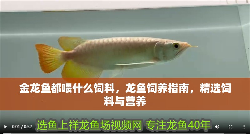 金龍魚都喂什么飼料，龍魚飼養指南，精選飼料與營養