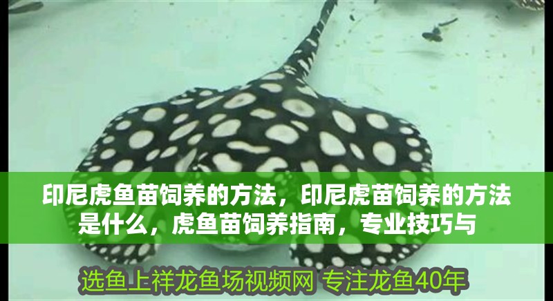 印尼虎魚苗飼養的方法，印尼虎苗飼養的方法是什么，虎魚苗飼養指南，專業技巧與