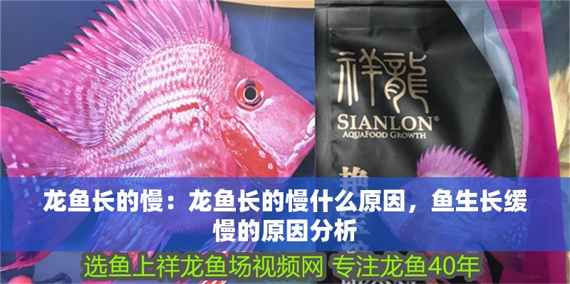 龍魚長的慢：龍魚長的慢什么原因，魚生長緩慢的原因分析