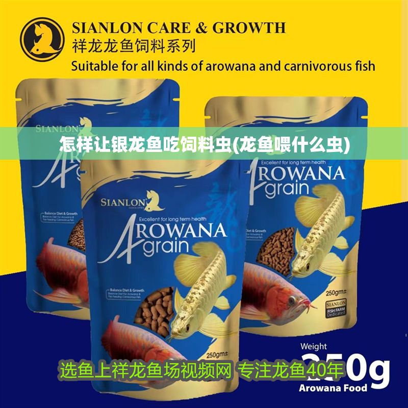 怎樣讓銀龍魚吃飼料蟲(龍魚喂什么蟲)