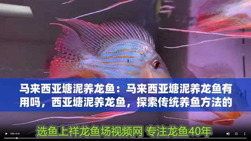 馬來西亞塘泥養龍魚：馬來西亞塘泥養龍魚有用嗎，西亞塘泥養龍魚，探索傳統養魚方法的有效性與