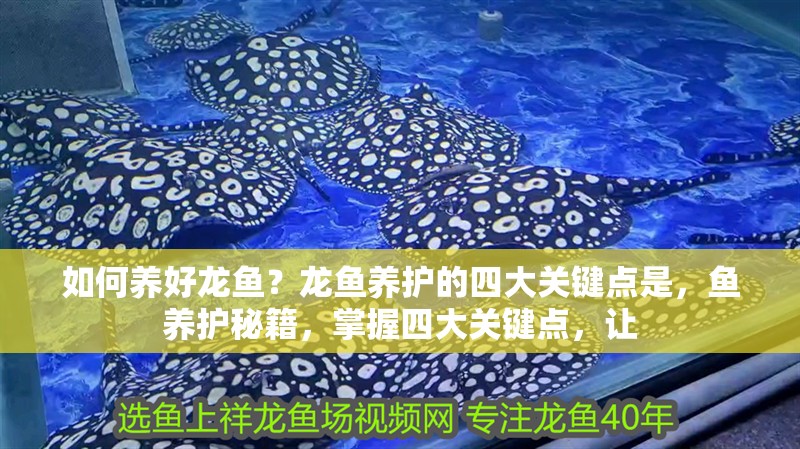 如何養好龍魚？龍魚養護的四大關鍵點是，魚養護秘籍，掌握四大關鍵點，讓