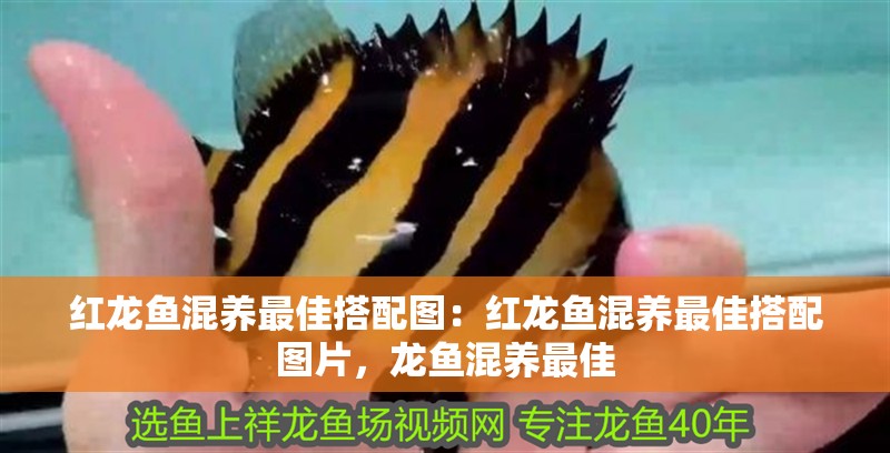 紅龍魚混養最佳搭配圖：紅龍魚混養最佳搭配圖片，龍魚混養最佳