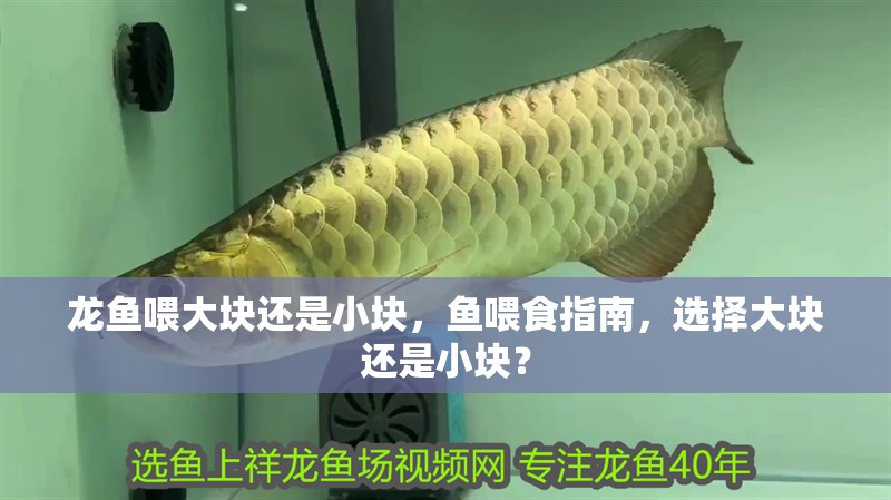 龍魚喂大塊還是小塊，魚喂食指南，選擇大塊還是小塊？