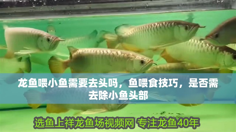龍魚(yú)喂小魚(yú)需要去頭嗎，魚(yú)喂食技巧，是否需去除小魚(yú)頭部