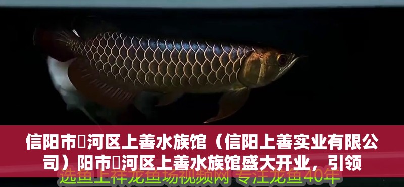 信陽市浉河區上善水族館（信陽上善實業有限公司）陽市浉河區上善水族館盛大開業，引領