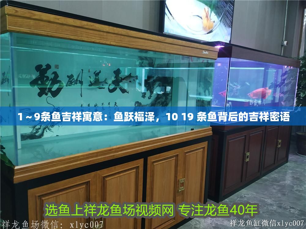 1～9條魚吉祥寓意：魚躍福澤，10 19 條魚背后的吉祥密語