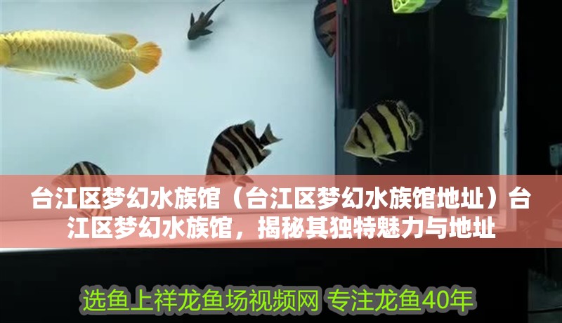臺江區夢幻水族館（臺江區夢幻水族館地址）臺江區夢幻水族館，揭秘其獨特魅力與地址 臺江區夢幻水族館（臺江區夢幻水族館地址）臺江區夢幻水族館，揭秘其獨特魅力與地址 全國水族館企業名錄 第2張