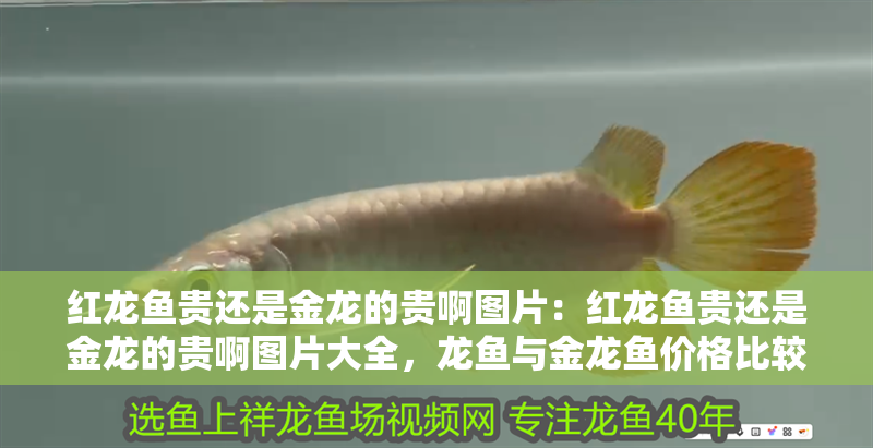 紅龍魚貴還是金龍的貴啊圖片：紅龍魚貴還是金龍的貴啊圖片大全，龍魚與金龍魚價格比較，
