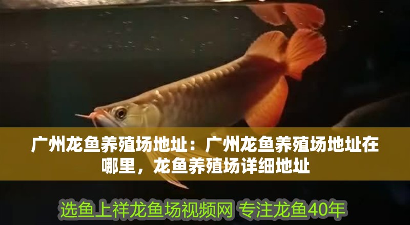 廣州龍魚養殖場地址：廣州龍魚養殖場地址在哪里，龍魚養殖場詳細地址