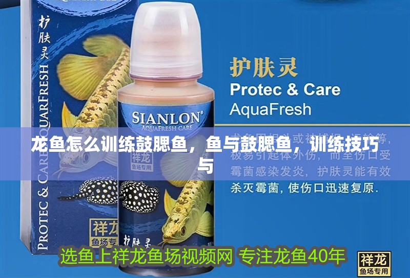 龍魚怎么訓(xùn)練鼓腮魚，魚與鼓腮魚，訓(xùn)練技巧與