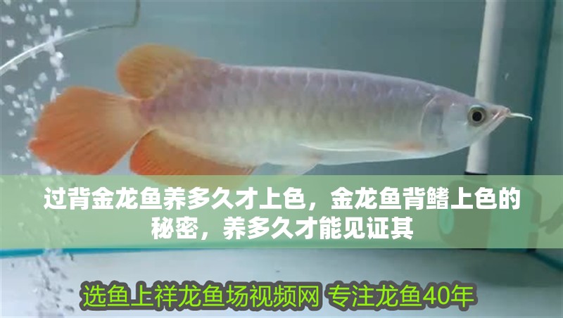 過背金龍魚養多久才上色，金龍魚背鰭上色的秘密，養多久才能見證其