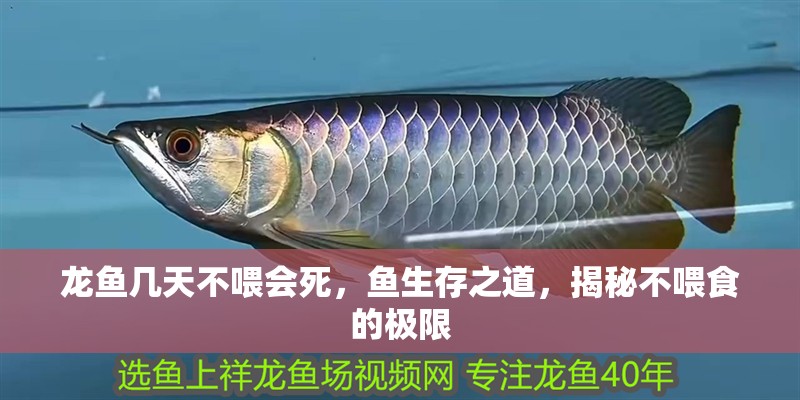龍魚幾天不喂會死，魚生存之道，揭秘不喂食的極限