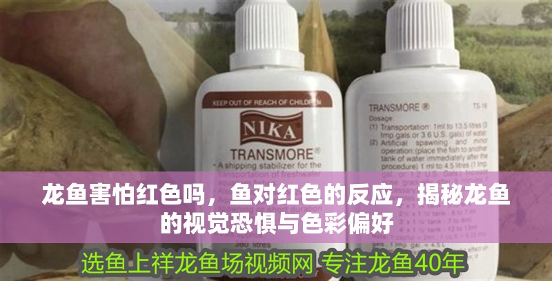 龍魚害怕紅色嗎，魚對紅色的反應，揭秘龍魚的視覺恐懼與色彩偏好