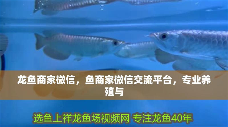 龍魚商家微信，魚商家微信交流平臺，專業(yè)養(yǎng)殖與 龍魚商家微信，魚商家微信交流平臺，專業(yè)養(yǎng)殖與 龍魚百科 第2張
