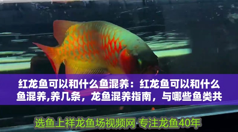 紅龍魚可以和什么魚混養(yǎng)：紅龍魚可以和什么魚混養(yǎng),養(yǎng)幾條，龍魚混養(yǎng)指南，與哪些魚類共游以及適宜的
