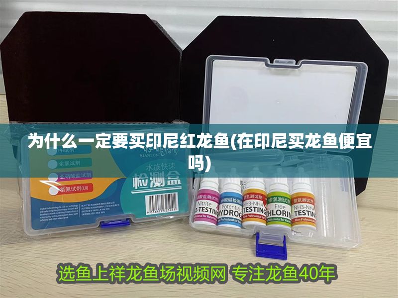為什么一定要買印尼紅龍魚(在印尼買龍魚便宜嗎)