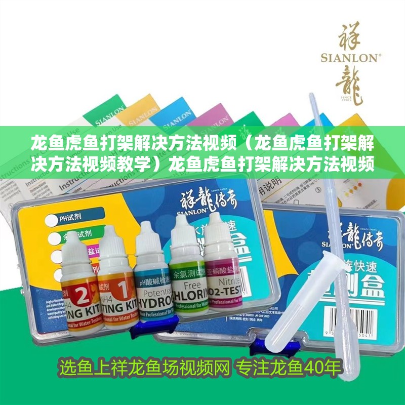 龍魚虎魚打架解決方法視頻（龍魚虎魚打架解決方法視頻教學）龍魚虎魚打架解決方法視頻教程，如何有效避免和處理