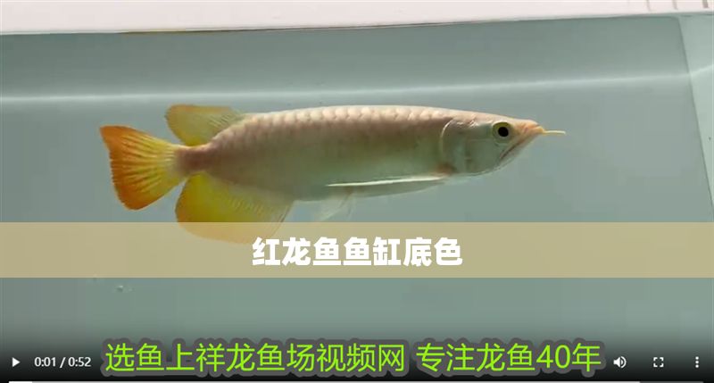 紅龍魚魚缸底色