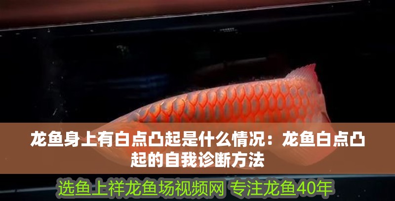 龍魚身上有白點凸起是什么情況：龍魚白點凸起的自我診斷方法