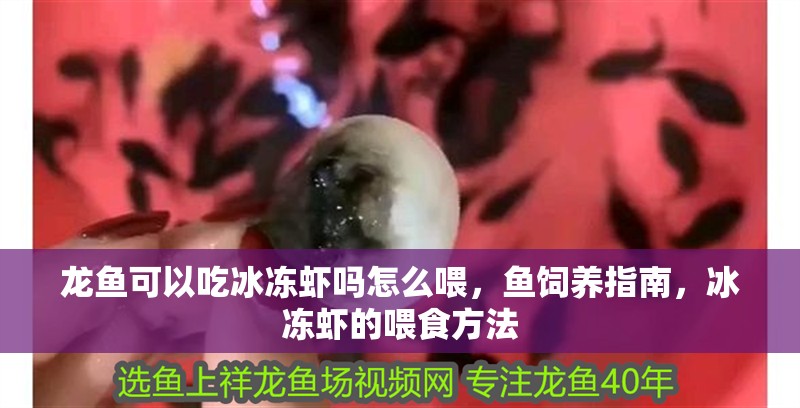 龍魚可以吃冰凍蝦嗎怎么喂，魚飼養指南，冰凍蝦的喂食方法