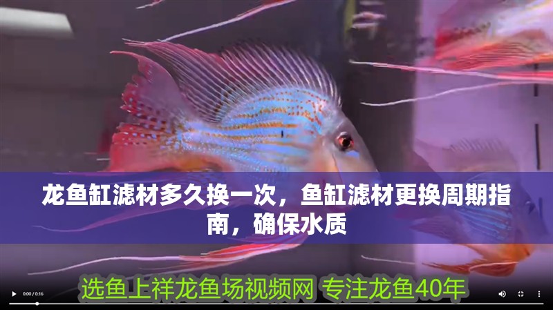 龍魚缸濾材多久換一次，魚缸濾材更換周期指南，確保水質