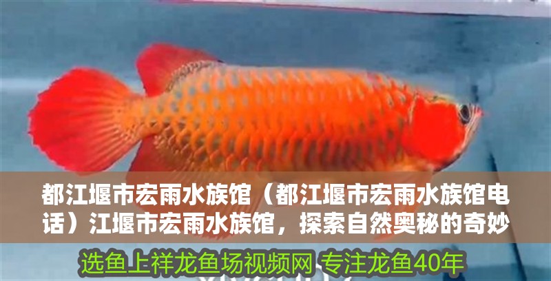 都江堰市宏雨水族館（都江堰市宏雨水族館電話）江堰市宏雨水族館，探索自然奧秘的奇妙之地