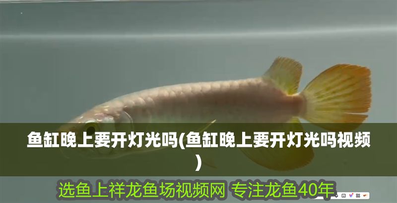 魚缸晚上要開燈光嗎(魚缸晚上要開燈光嗎視頻) 魚缸晚上要開燈光嗎(魚缸晚上要開燈光嗎視頻) 元寶鳳凰魚百科 第1張