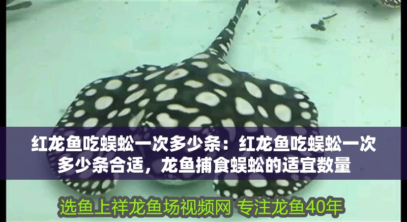 紅龍魚吃蜈蚣一次多少條：紅龍魚吃蜈蚣一次多少條合適，龍魚捕食蜈蚣的適宜數量