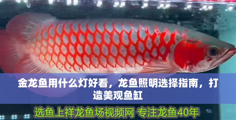 金龍魚用什么燈好看，龍魚照明選擇指南，打造美觀魚缸