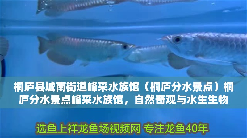 桐廬縣城南街道峰采水族館（桐廬分水景點）桐廬分水景點峰采水族館，自然奇觀與水生生物的奧秘