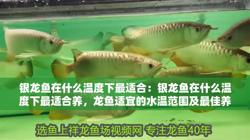 銀龍魚在什么溫度下最適合：銀龍魚在什么溫度下最適合養(yǎng)，龍魚適宜的水溫范圍及最佳養(yǎng)殖