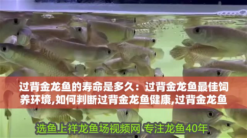 過背金龍魚的壽命是多久：過背金龍魚最佳飼養環境,如何判斷過背金龍魚健康,過背金龍魚繁殖周期介紹