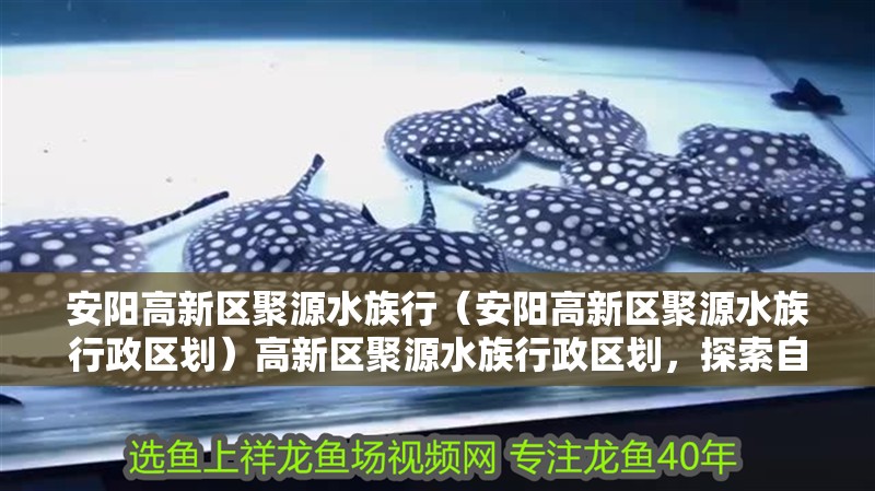 安陽高新區聚源水族行（安陽高新區聚源水族行政區劃）高新區聚源水族行政區劃，探索自然生態與城市