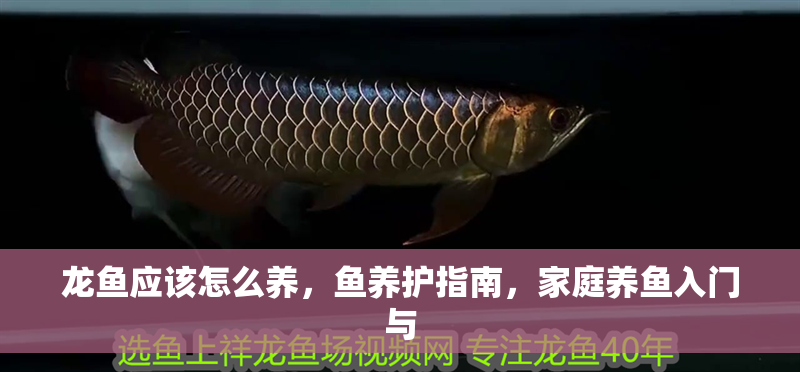 龍魚應該怎么養(yǎng)，魚養(yǎng)護指南，家庭養(yǎng)魚入門與