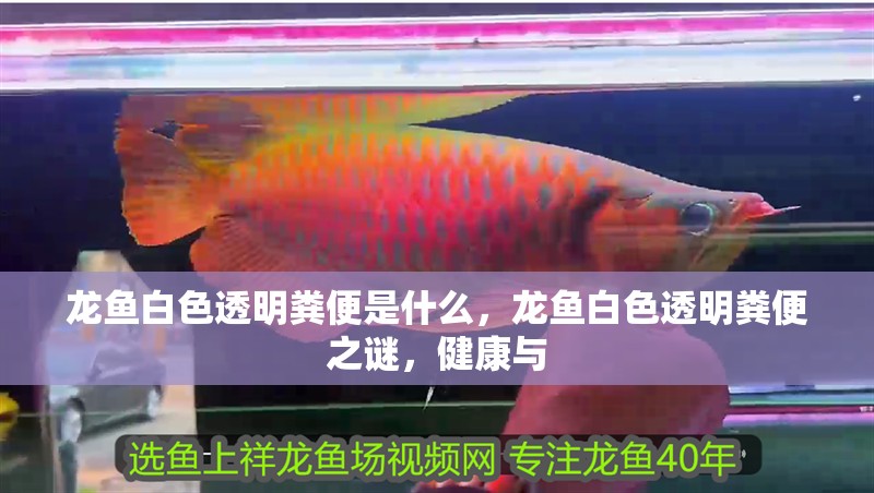 龍魚白色透明糞便是什么，龍魚白色透明糞便之謎，健康與
