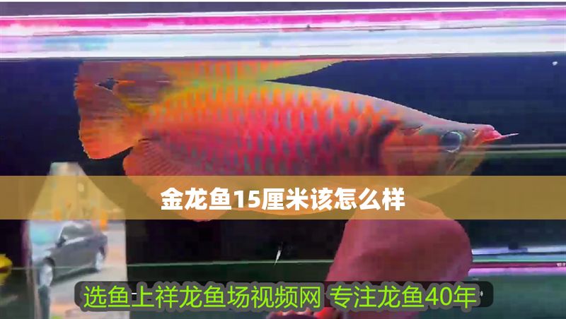 金龍魚15厘米該怎么樣