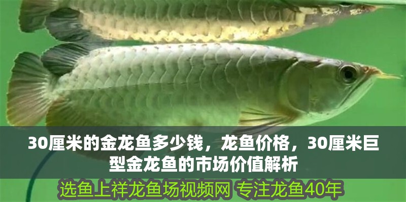 30厘米的金龍魚多少錢，龍魚價格，30厘米巨型金龍魚的市場價值解析