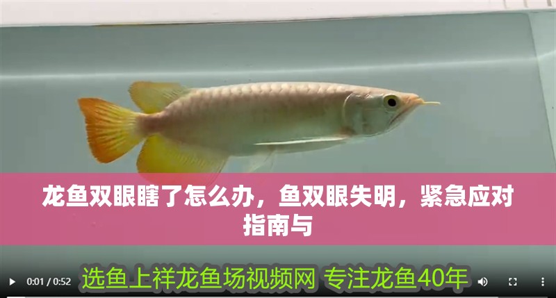 龍魚雙眼瞎了怎么辦，魚雙眼失明，緊急應對指南與 龍魚雙眼瞎了怎么辦，魚雙眼失明，緊急應對指南與 龍魚百科 第2張