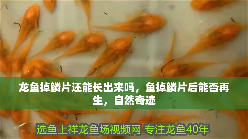 龍魚掉鱗片還能長出來嗎,魚掉鱗片后能否再生,自然奇跡 龍魚百科 第2張 龍魚掉鱗片還能長出來嗎,魚掉鱗片后能否再生,自然奇跡 龍魚掉鱗片還能長出來嗎,魚掉鱗片后能否再生,自然奇跡 龍魚百科 第2張