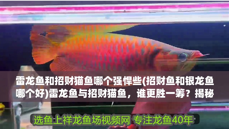 雷龍魚和招財貓魚哪個強悍些(招財魚和銀龍魚哪個好)雷龍魚與招財貓魚，誰更勝一籌？揭秘招財魚與銀龍魚的優(yōu)劣對比