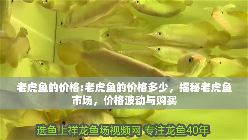 老虎魚的價格:老虎魚的價格多少，揭秘老虎魚市場，價格波動與購買