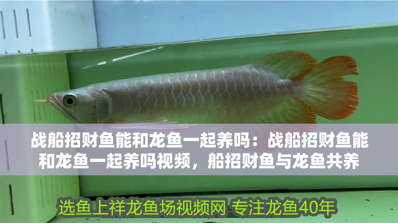 戰船招財魚能和龍魚一起養嗎：戰船招財魚能和龍魚一起養嗎視頻，船招財魚與龍魚共養