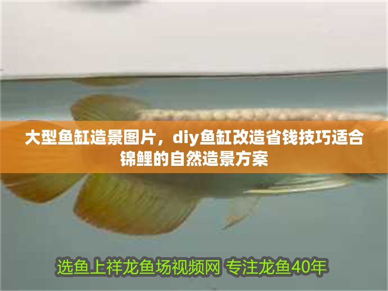 大型魚缸造景圖片，diy魚缸改造省錢技巧適合錦鯉的自然造景方案