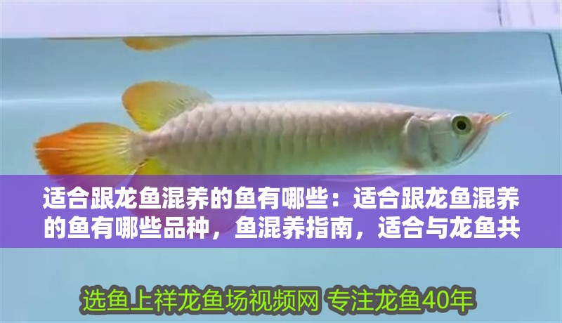 適合跟龍魚混養(yǎng)的魚有哪些：適合跟龍魚混養(yǎng)的魚有哪些品種，魚混養(yǎng)指南，適合與龍魚共游的魚類種類
