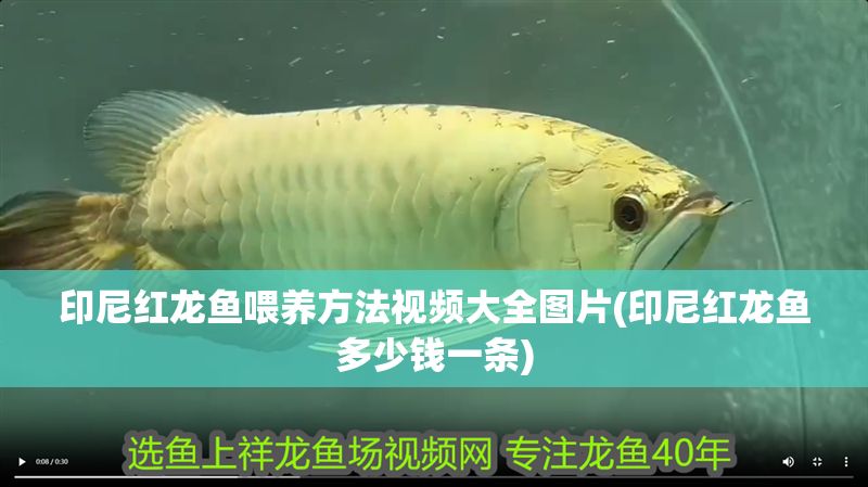 印尼紅龍魚喂養(yǎng)方法視頻大全圖片(印尼紅龍魚多少錢一條)