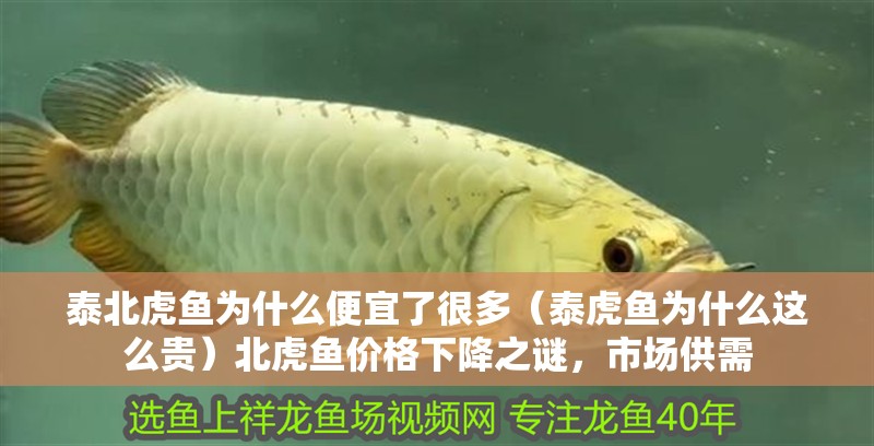 泰北虎魚為什么便宜了很多（泰虎魚為什么這么貴）北虎魚價格下降之謎，市場供需